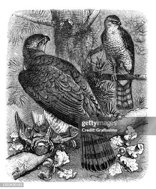 eurasian sparrow hawk and northern goshawk drawing 1898 - sparrowhawk stock illustrations
