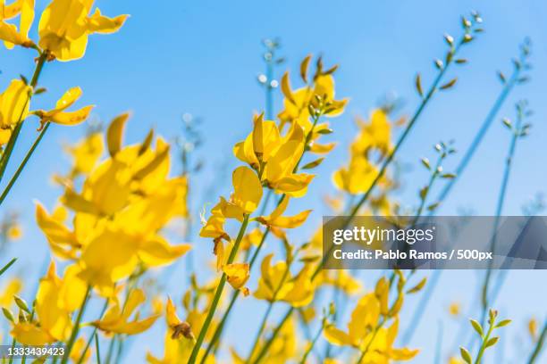 low angle view of yellow flowering plant against clear sky,la cumbrecita,argentina - paisajes argentina stock-fotos und bilder