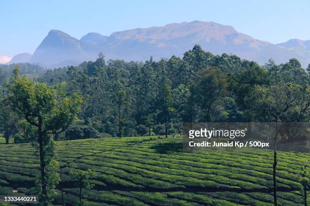 scenic view of agricultural field against sky,coimbatore,tamil nadu,india - coimbatore stock pictures, royalty-free photos & images