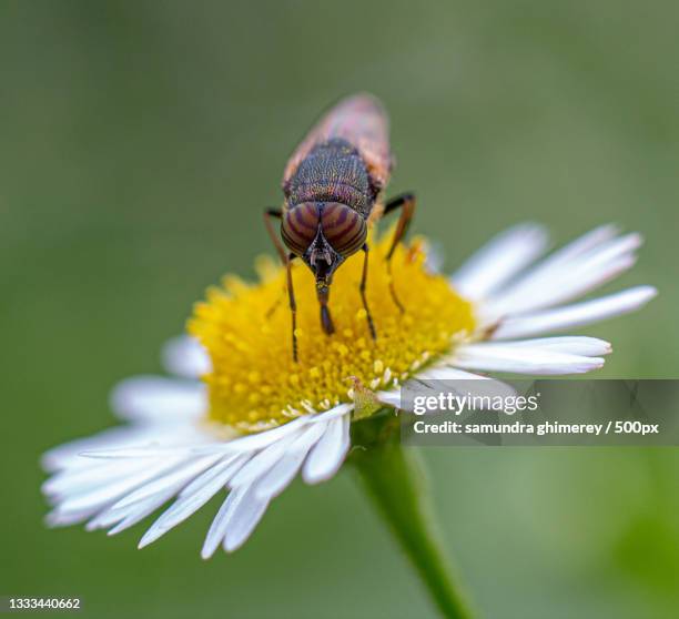 Hunched Over Insect Pakha Photos and Premium High Res Pictures - Getty Images