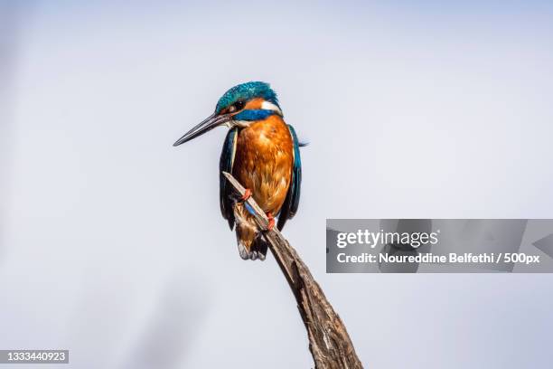 close-up of kingfisher perching on branch,mila,algeria - common kingfisher fotografías e imágenes de stock