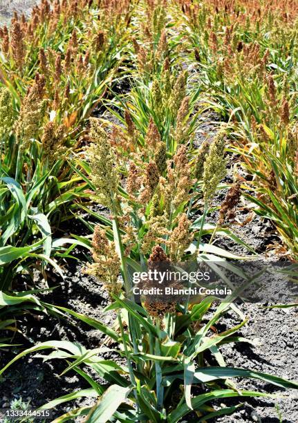 Millet Rath Millet Flower Fotografías e imágenes de stock - Getty Images