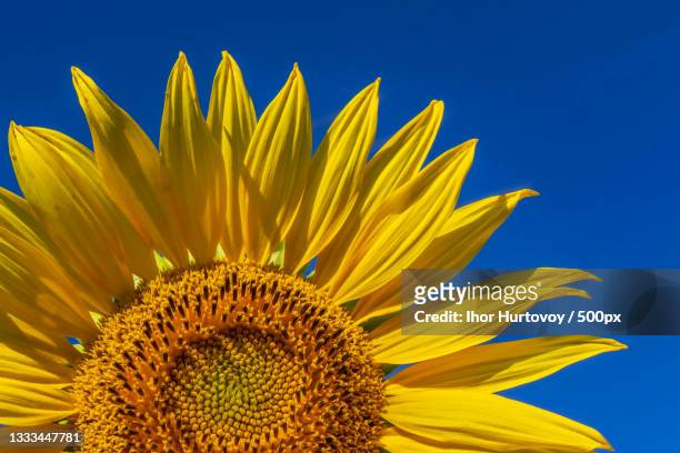 close-up of sunflower against blue sky,ukraine - ukraine stock-fotos und bilder
