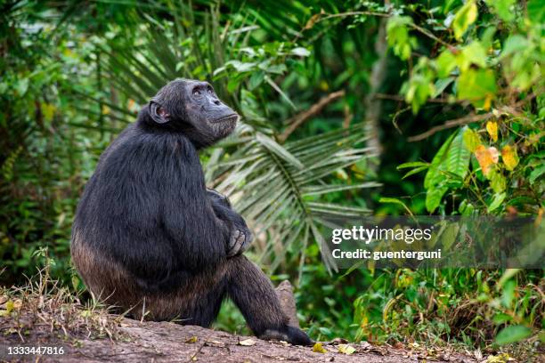 scimpanzé rilassante nella giungla, colpo di fauna selvatica, kibale / uganda - common chimpanzee foto e immagini stock