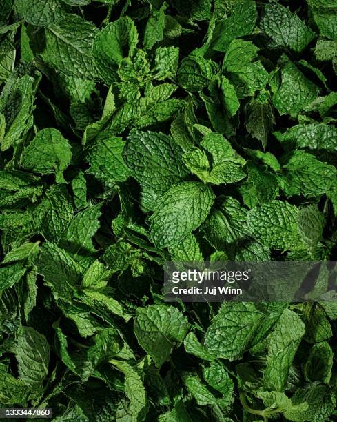 fresh mint leaf - pfefferminze stock-fotos und bilder