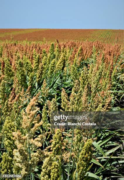 Millet Rath Millet Flower Fotografías e imágenes de stock - Getty Images