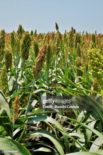 Millet Rath 436 Millet Flower Stock Photos, High-Res Pictures, and Images - Getty ...