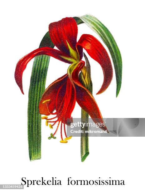 old engraved illustration of botany, sprekelia (sprekelia formosissima) - sprekelia formosissima stock pictures, royalty-free photos & images