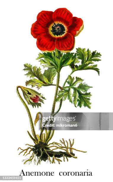 old engraved illustration of poppy anemone (anemone coronaria) - gravure gefabriceerd object stockfoto's en -beelden