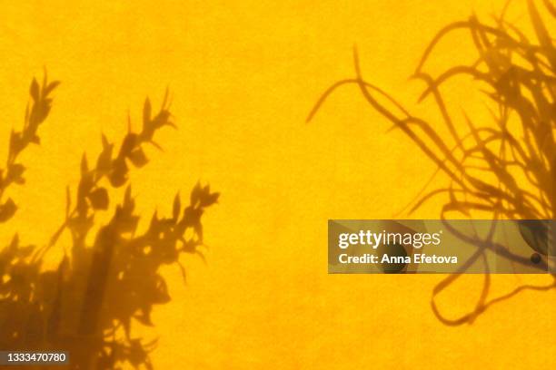 shadows from different plants on the textured illuminating yellow orange wall. concept of summer and spring vibe. trendy colors of the year 2021. flat lay style with copy space - gelber hintergrund stock-fotos und bilder