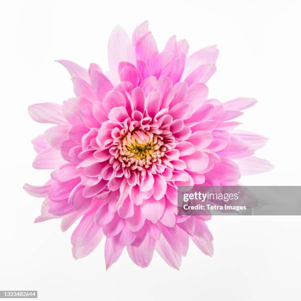 pink chrysanthemum on white background - chrysanthemum fotografías e imágenes de stock