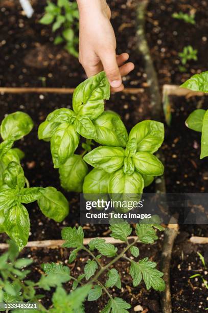girl picking basil in garden - basil stock pictures, royalty-free photos & images