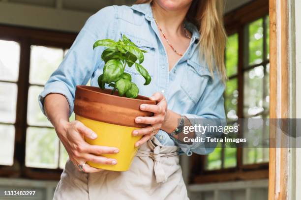 woman holding potted basil - basil stock pictures, royalty-free photos & images