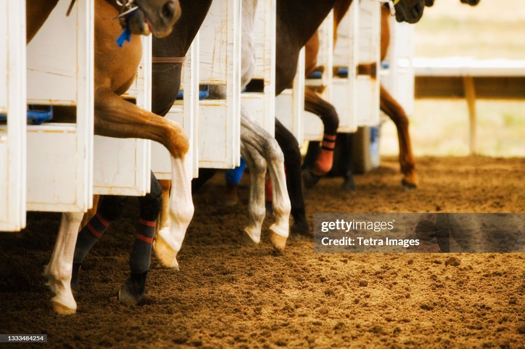 Legs of race horses taking their first step out of starting gate during race