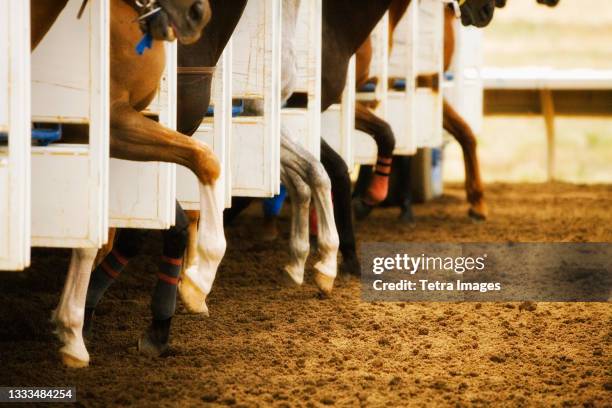 legs of race horses taking their first step out of starting gate during race - horse racing starting gate stock pictures, royalty-free photos & images