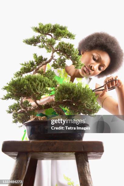 woman trimming bonsai tree - bonsai fotografías e imágenes de stock