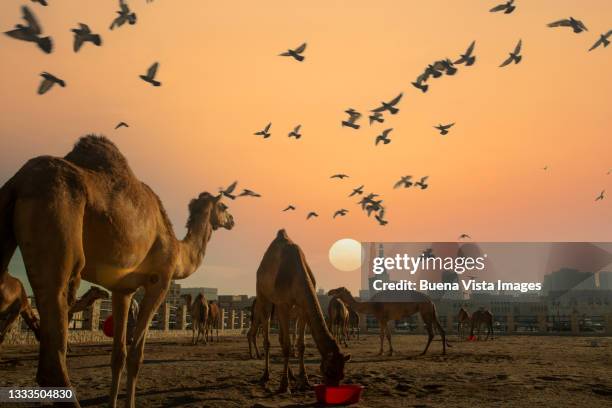 dromedary in a dromedary farm in doha - qatar desert photos et images de collection