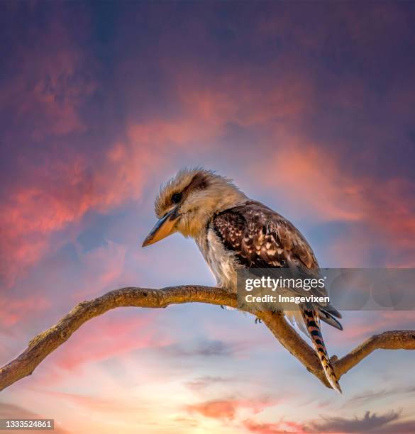 portrait of a kookaburra bird perched on a branch at sunset, australia - kookaburra stock pictures, royalty-free photos & images
