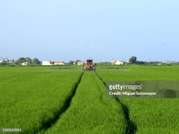 spraying rice fields to fight pests - campo de arroz fotografías e imágenes de stock
