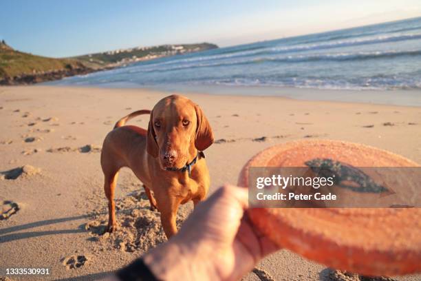 dog on beach catching frisbee - flying disc stock pictures, royalty-free photos & images