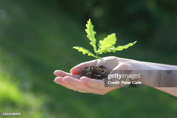 oak sapling in human hand - plymouth plantation stockfoto's en -beelden