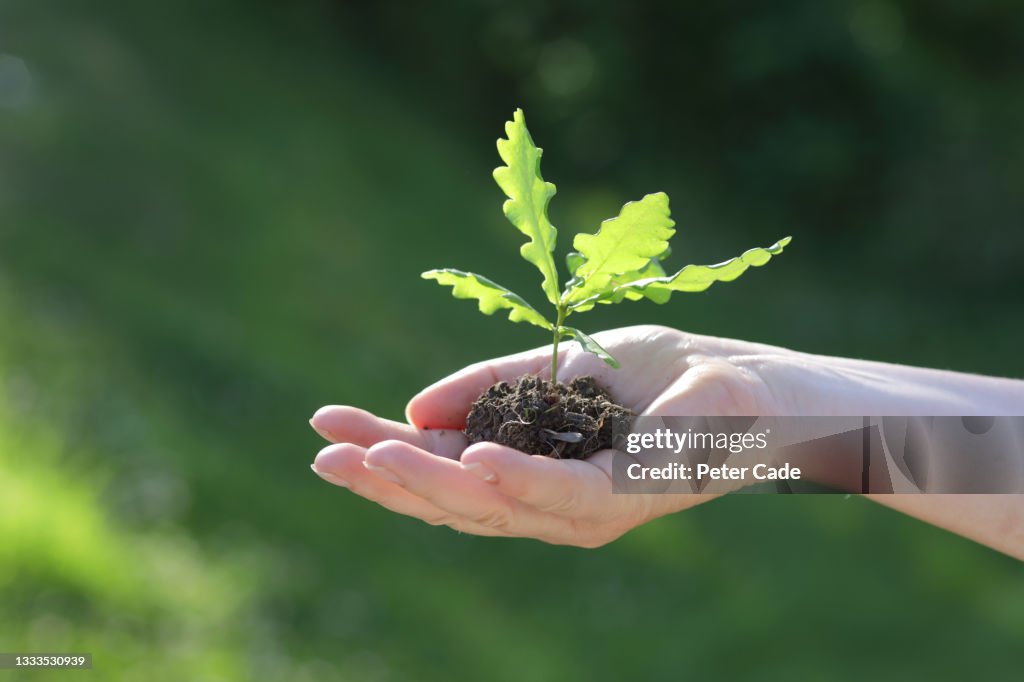 Oak sapling in human hand