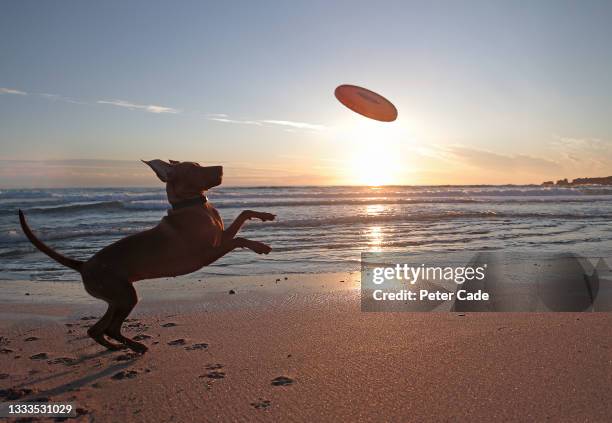 dog on beach catching frisbee - jumping sun stock pictures, royalty-free photos & images