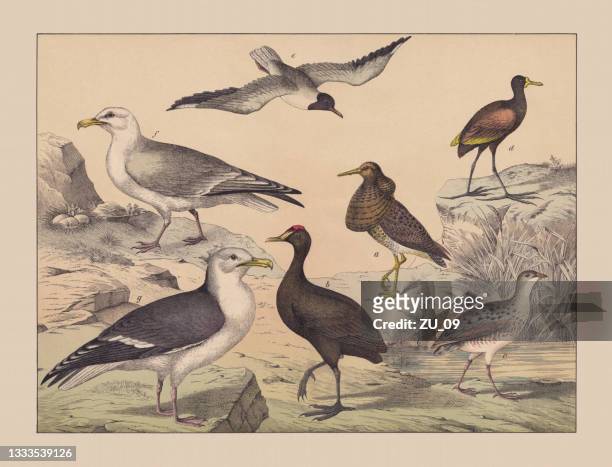 water and wading birds (ciconiiformes), hand-colored chromolithograph, published in 1882 - herring gull stock illustrations