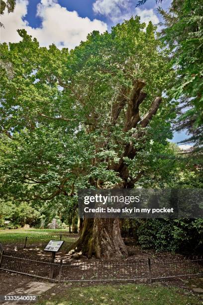 the minchenden/chandos oak, approximately 800 years old, southgate, london - southgate stock pictures, royalty-free photos & images