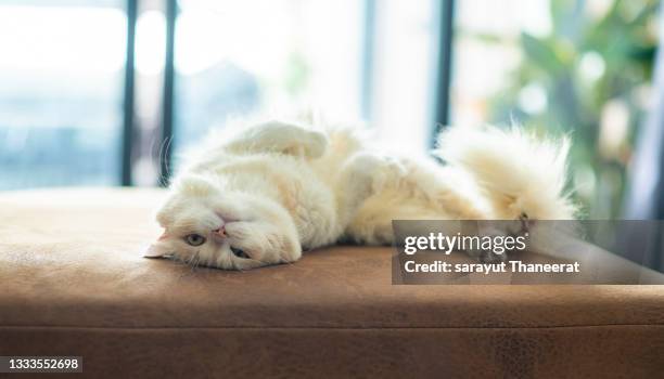 white and brown persian cat with a cute face. - persian cat stock pictures, royalty-free photos & images