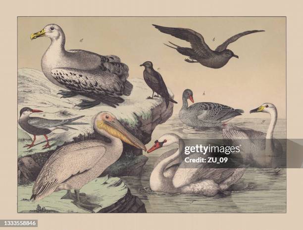 illustrazioni stock, clip art, cartoni animati e icone di tendenza di uccelli acquatici, cromotiografo colorato a mano, pubblicato nel 1882 - sterna comune