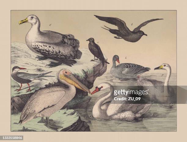 ilustrações de stock, clip art, desenhos animados e ícones de water birds, hand-colored chromolithograph, published in 1882 - pelicano