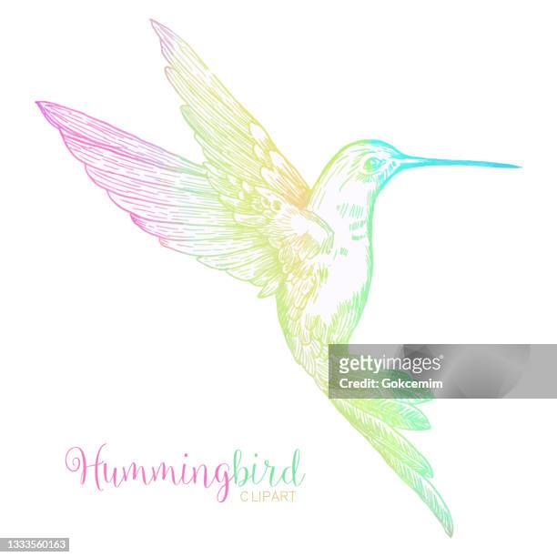 mehrfarbiges aquarell bienenkolibris isoliert. handgemaltes clipart-designelement. - hummingbird stock-grafiken, -clipart, -cartoons und -symbole