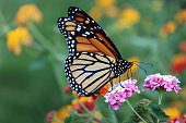 Monarch Butterfly Sampling Lantana Flowers