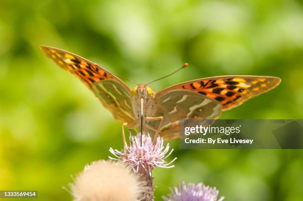 silver washed fritillary butterfly - proboscis stock pictures, royalty-free photos & images