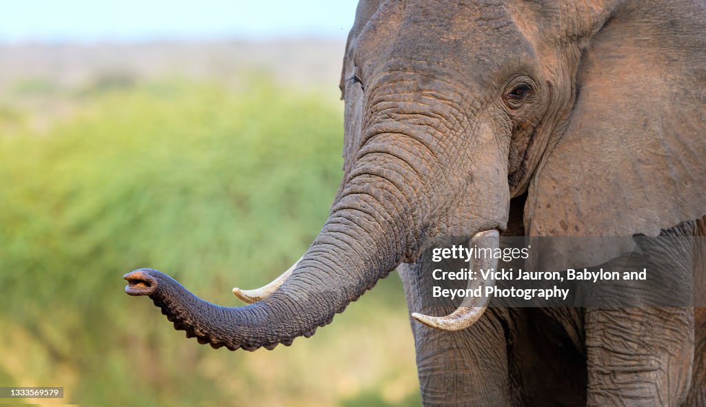 Elephant Trunk Pointed Toward Camera at David Sheldrick Ithumba Site