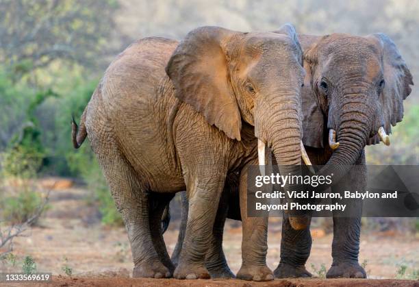 two adorable elephants affectionately holding trunks at ithumba hills - ゾウの鼻 ストックフォトと画像