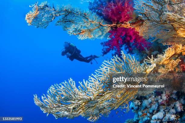 gorgonian and alcyonaire - symbiotic relationship foto e immagini stock