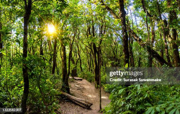 concept of earth protection day or environmental protection hands to protect the growing forest - san salvador stock pictures, royalty-free photos & images
