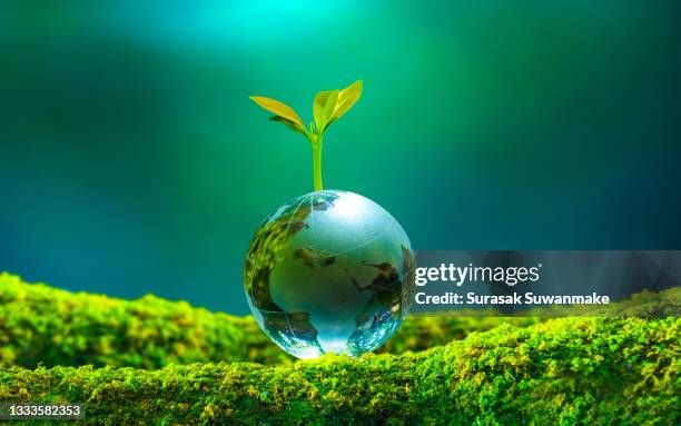 concept of earth protection day or environmental protection hands to protect the growing forest - sustainable development goals 個照片及圖片檔