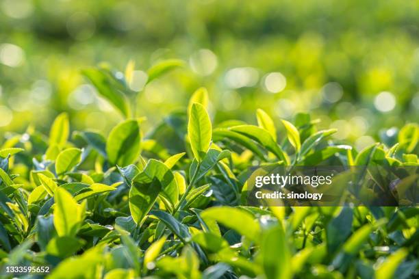 close-up of tea leaf - tea leaf stock pictures, royalty-free photos & images