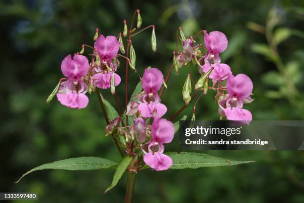 a himalayan balsam, impatiens glandulifera, plant growing along the edge of a river in the uk. - impatiens glandulifera stock pictures, royalty-free photos & images