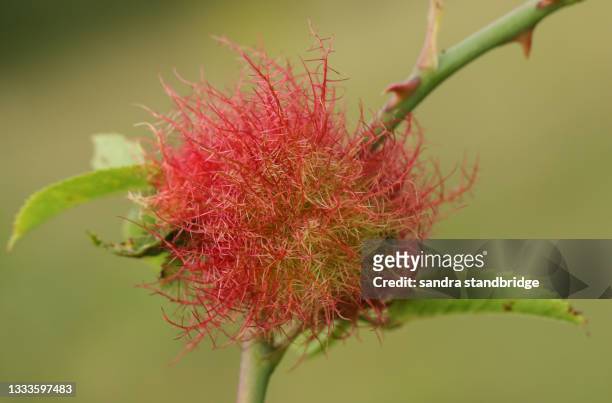 a dog rose gall, rosa canina, growing from the plant. - gal stockfoto's en -beelden