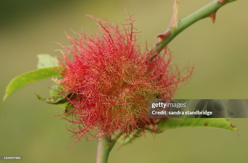 A Dog Rose Gall, Rosa canina, growing from the plant.
