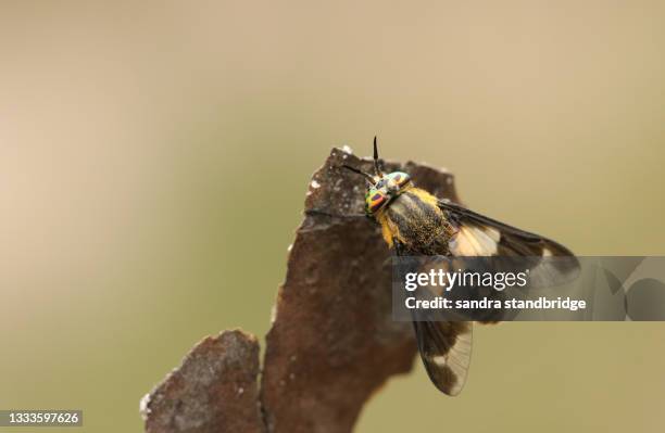 a splayed deerfly, chrysops caecutiens, perching on a twig in heathland. - bloodsucking stock pictures, royalty-free photos & images