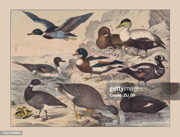 illustrazioni stock, clip art, cartoni animati e icone di tendenza di uccelli acquatici, cromotiografo colorato a mano, pubblicato nel 1882 - oca pollame
