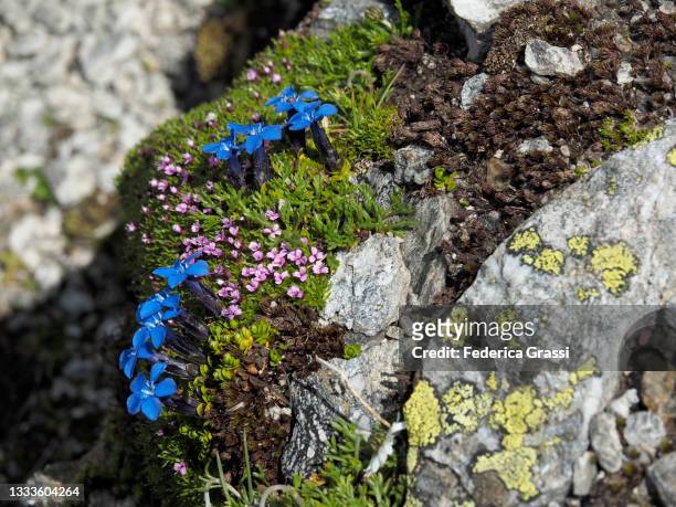 moss campion (silene acaulis) and spring gentian (gentiana verna) flowering in bedretto valley - herbstenzian stock-fotos und bilder