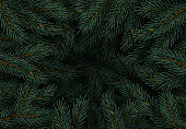 Tree pine branches, spruce branch