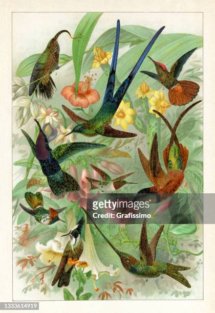 illustrations, cliparts, dessins animés et icônes de différentes espèces de colibris dans la forêt tropicale - oiseau tropical