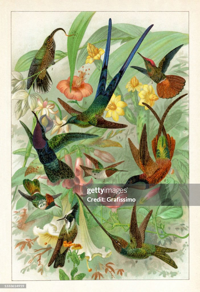 Different species of hummingbird in the tropical forest